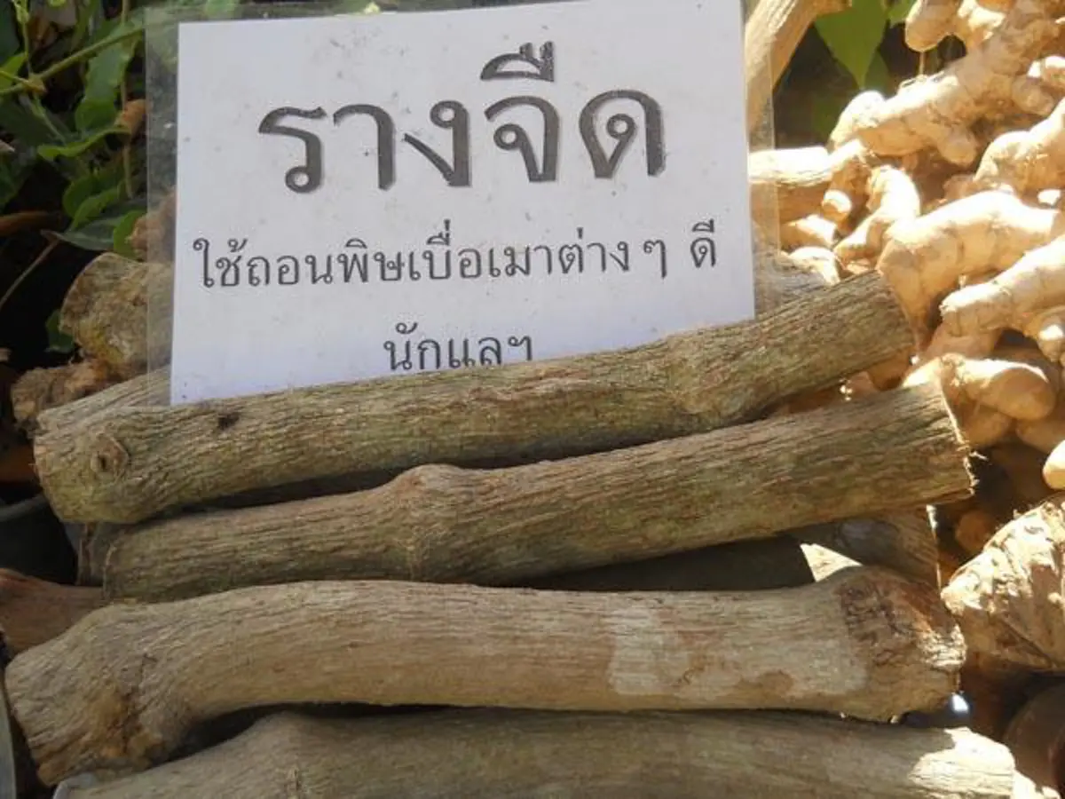 ประโยชน์มากขนาดนี้..มองข้ามไปได้ไง ??!! เปิด สุดยอดสมุนไพรโบราณ เรียกได้ว่าเป็น “ราชาแห่งการถอนพิษ” แถมมีฤทธิ์ต้านมะเร็งและได้ผลอย่างชะงัดอี