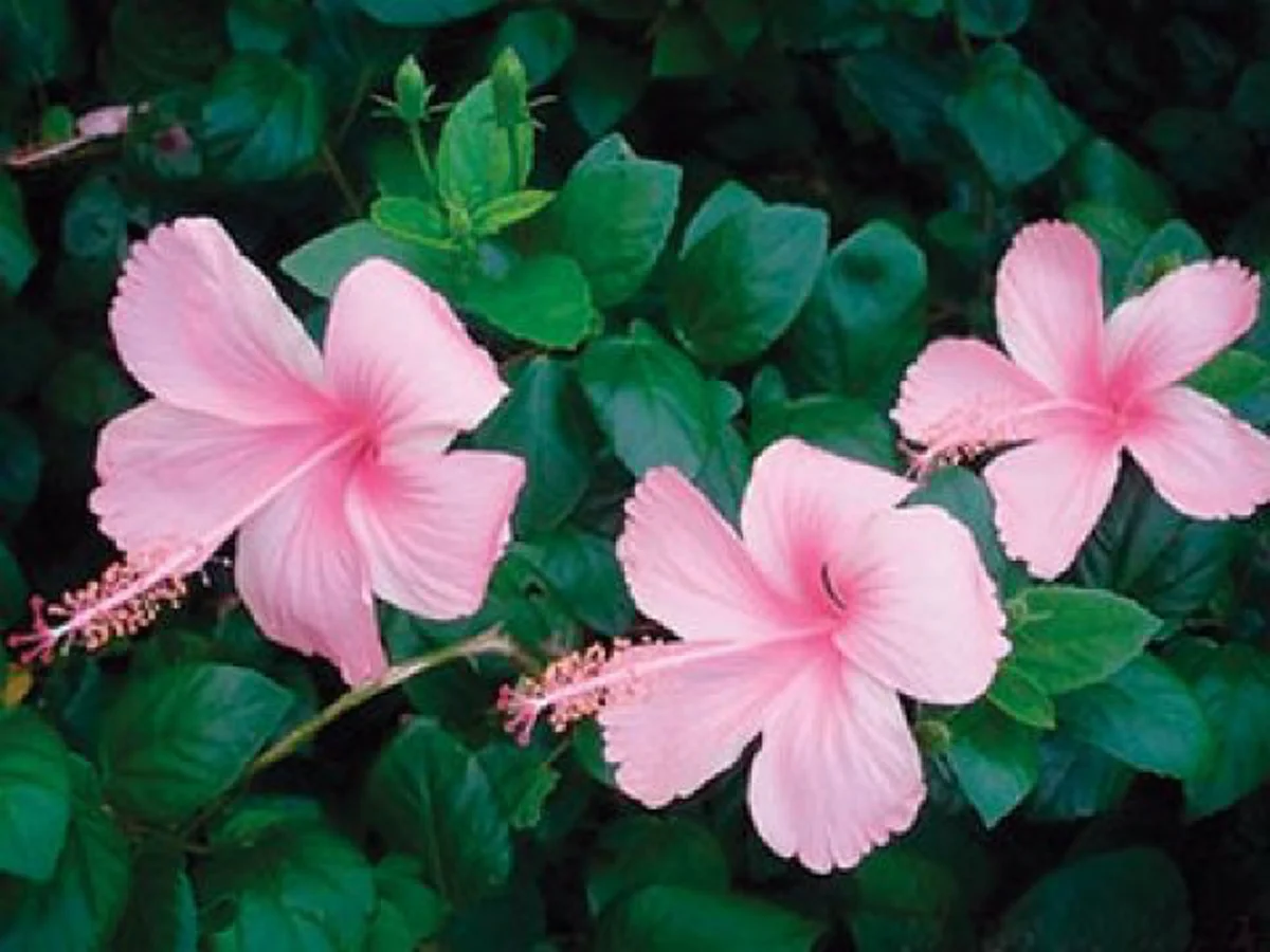 รีบปลูกไว้..ดีทั้งครอบครัว "๒๐ ต้นไม้มงคล"เชื่อว่าหากบ้านใดปลูกต้นไม้มงคลในบ้าน จะส่งผลให้ผู้ที่อยู่อาศัยในบ้านได้รับมงคลตามไปด้วย..