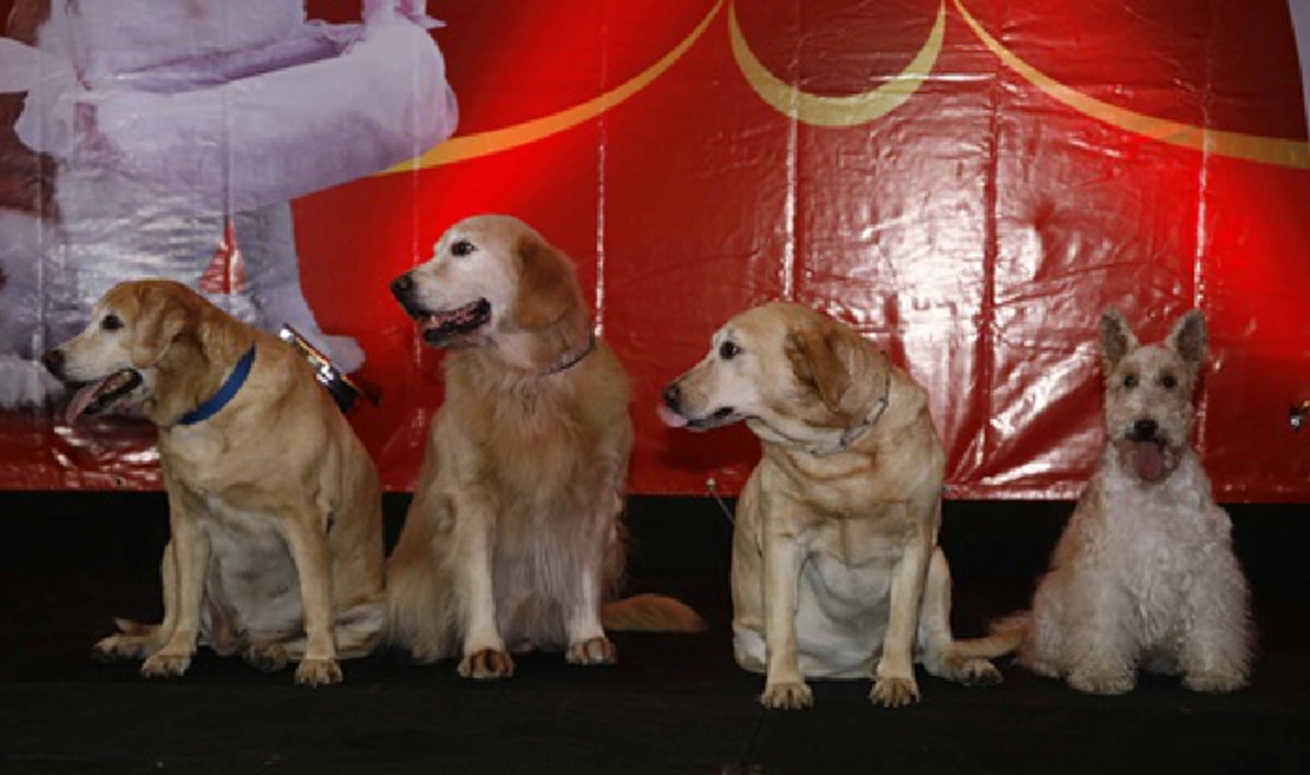“คุณแป๊ะฮวยอิ้ว” สุนัขทรงเลี้ยงฉลาดและแสนรู้ที่ในหลวงรัชกาลที่๙ พระราชทานให้ สมเด็จพระเทพฯ กับที่มาโครงการ “แป๊ะฮวย…ช่วยเพื่อน” (รายละเอียด)