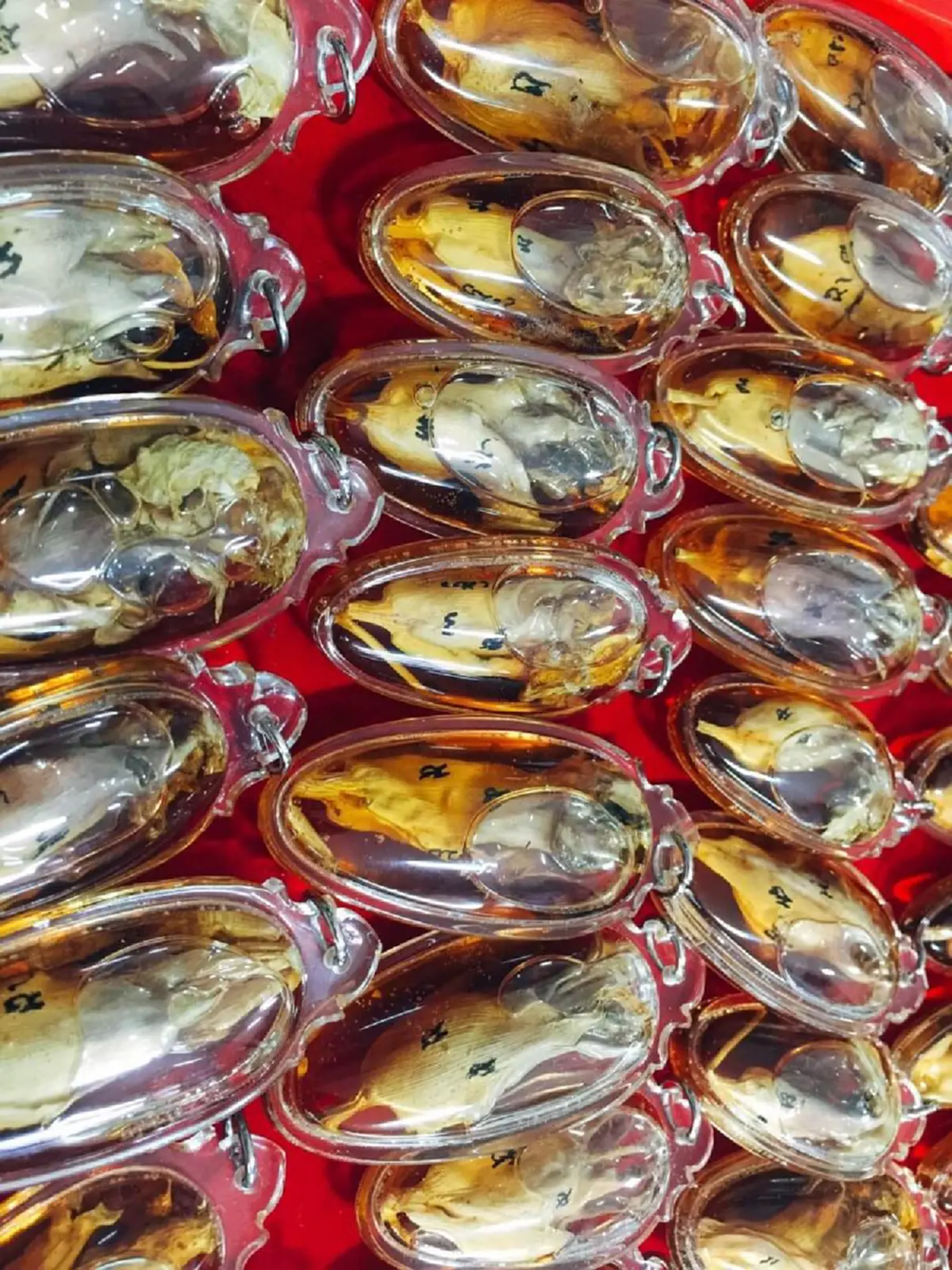 กลิ่นหอมเย็นและคาวคล้ายกับกลิ่นของ..อสุจิ ใครได้สูดดมจะเกิดกามราคะ "ว่านดอกทอง"ว่านเสน่ห์เมตตามหานิยม คนรักคนหลง ค้าขายรุ่งเรือง.