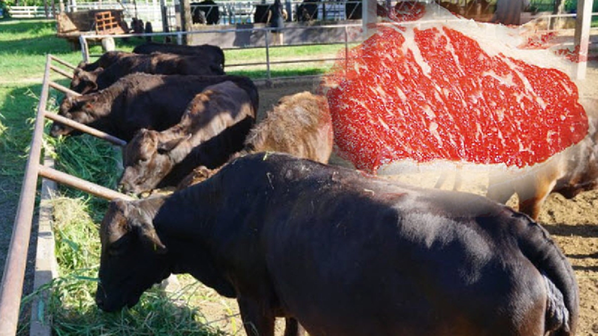 ๓ดำ มหัศจรรย์อาหารของพ่อ ที่ ศูนย์ศึกษาการพัฒนาภูพานอันเนื่องมาจากพระราชดำริ เลี้ยงง่าย โตไว ขายต่อได้ราคา