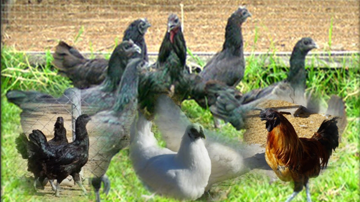 ๓ดำ มหัศจรรย์อาหารของพ่อ ที่ ศูนย์ศึกษาการพัฒนาภูพานอันเนื่องมาจากพระราชดำริ เลี้ยงง่าย โตไว ขายต่อได้ราคา