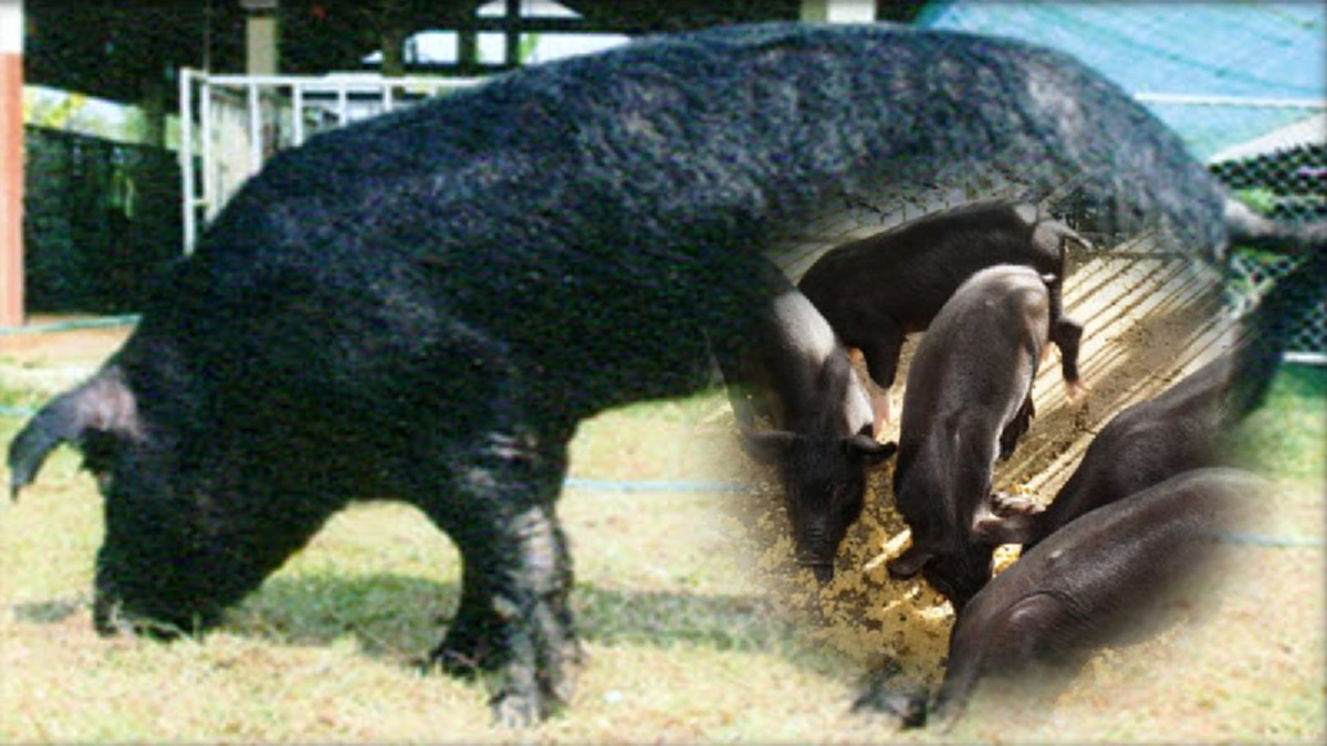 ๓ดำ มหัศจรรย์อาหารของพ่อ ที่ ศูนย์ศึกษาการพัฒนาภูพานอันเนื่องมาจากพระราชดำริ เลี้ยงง่าย โตไว ขายต่อได้ราคา