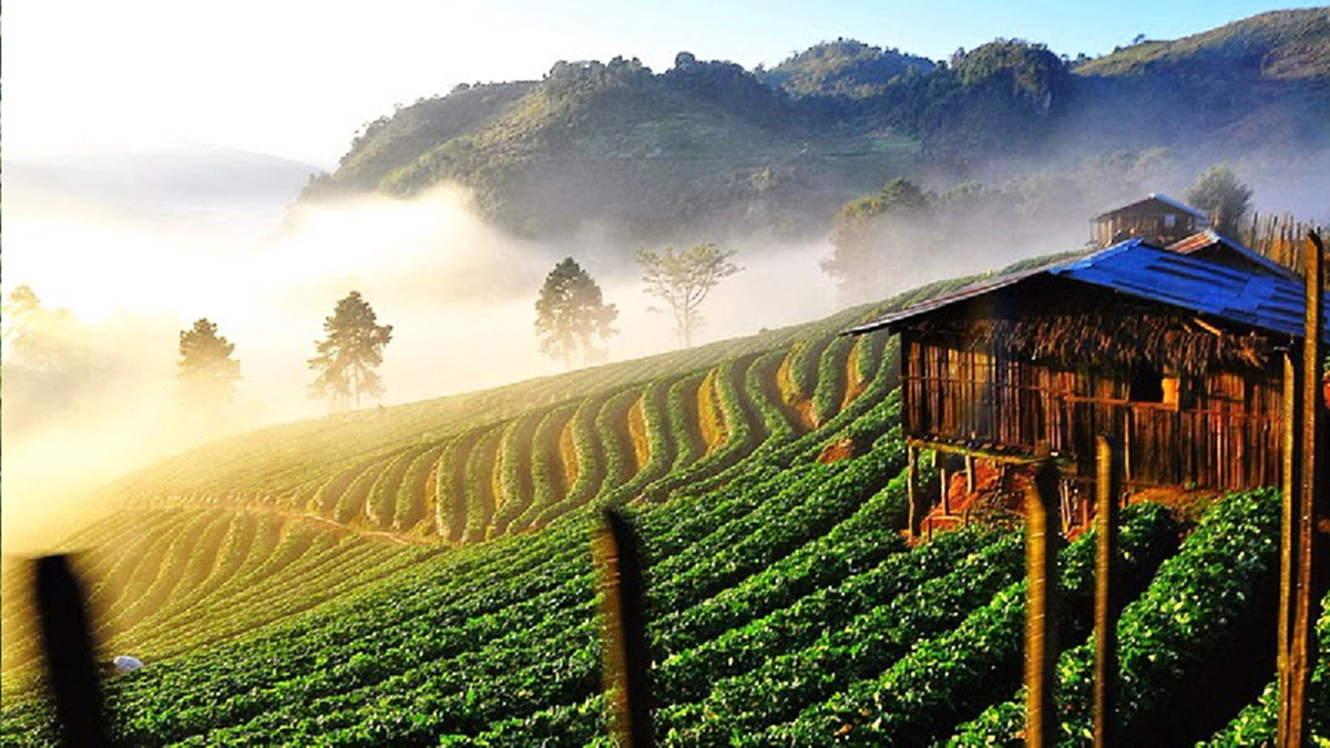 ชมเมฆหมอกลมหนาว เยือนถิ่นเผ่ายูนาน เลือกชิมอาหารธรรมชาติกว่า ๖๐ ชนิด ในโครงการราชดำริสถานีเกษตรหลวงอ่างขาง #ตามรอยพ่อหลวง ร.๙ 