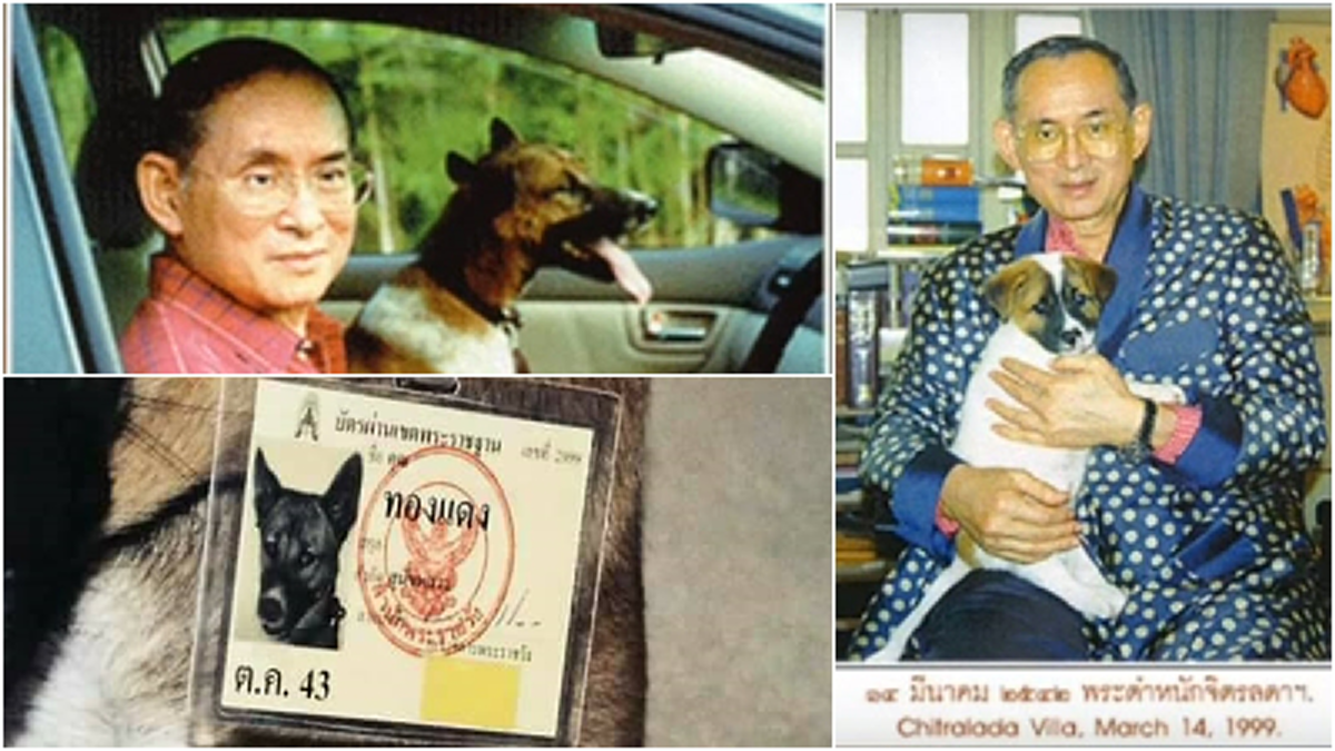 วันนี้ในอดีต เมื่อ ๒๐ ปีที่แล้ว คุณทองแดง สุนัขทรงเลี้ยงถูกนำมาถวายตัว ที่มาของ “สุนัขประจำรัชกาลที่ ๙" องครักษ์๔ขาผู้ถวายความจงรักตลอดชีวิต