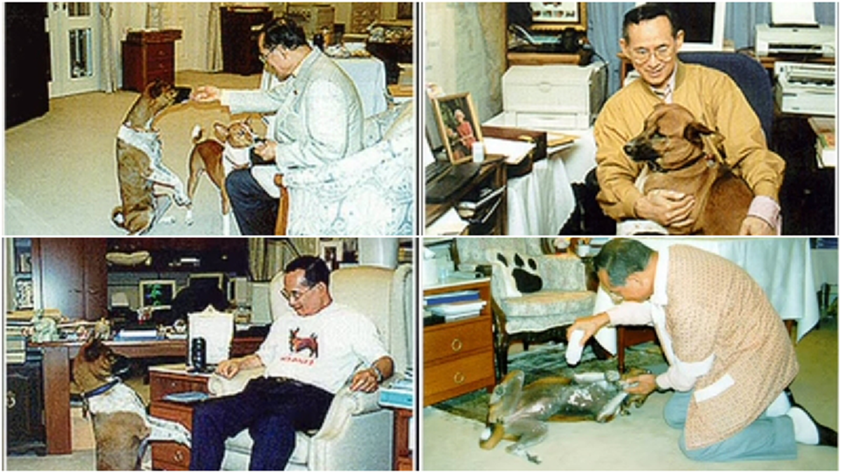 วันนี้ในอดีต เมื่อ ๒๐ ปีที่แล้ว คุณทองแดง สุนัขทรงเลี้ยงถูกนำมาถวายตัว ที่มาของ “สุนัขประจำรัชกาลที่ ๙" องครักษ์๔ขาผู้ถวายความจงรักตลอดชีวิต