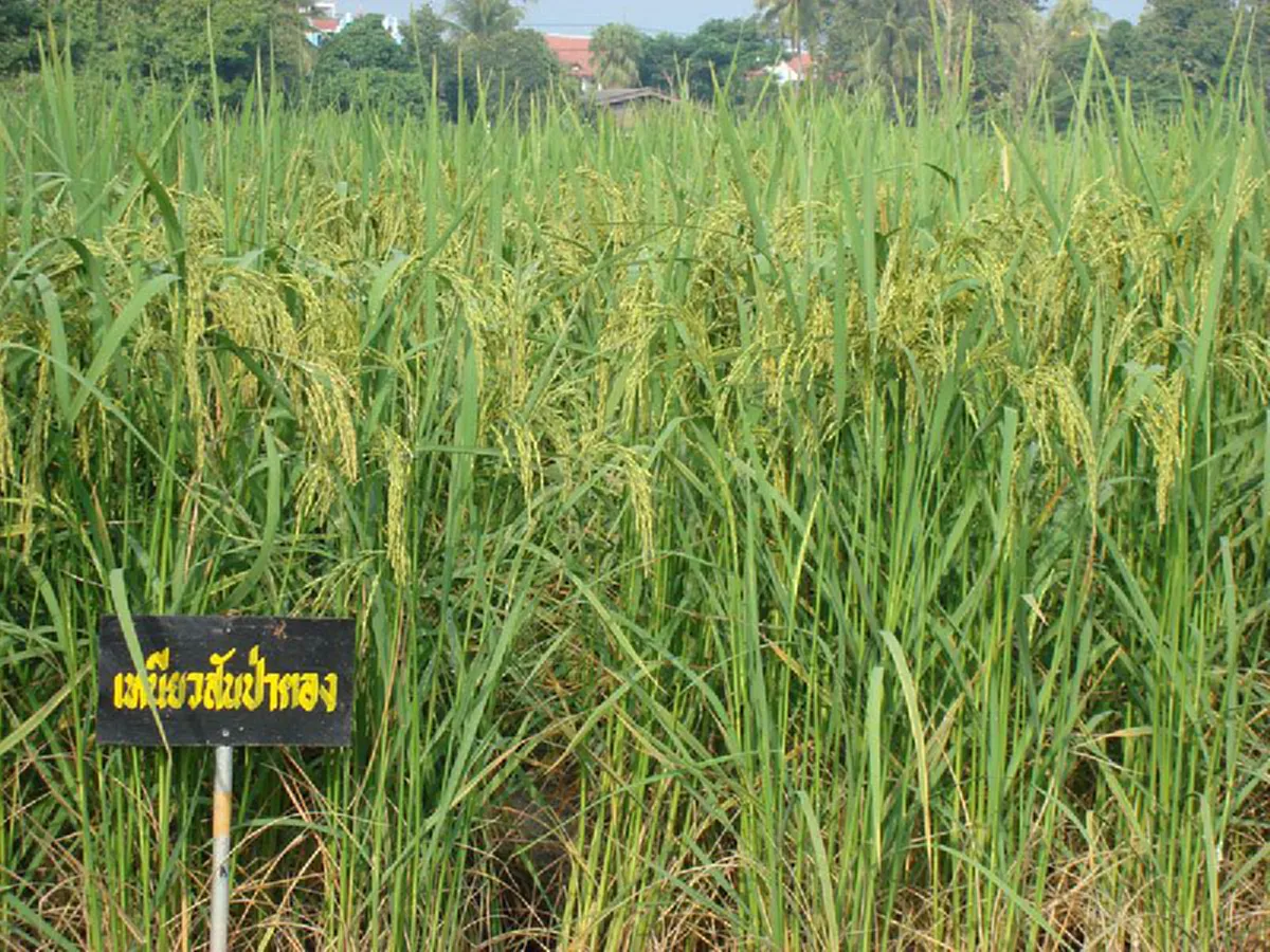สงสารสุดหัวใจ!!"ชาวนา"ปลูก"ข้าวเหนียวสันป่าตอง" เผยความจริงสุดเจ็บปวด?? ฟังเเล้วน้ำตาจะไหล!! ราคาขายต่อ"กก."  ถูกกว่า "มาม่า1ห่อ"!(ฟังคลิป)