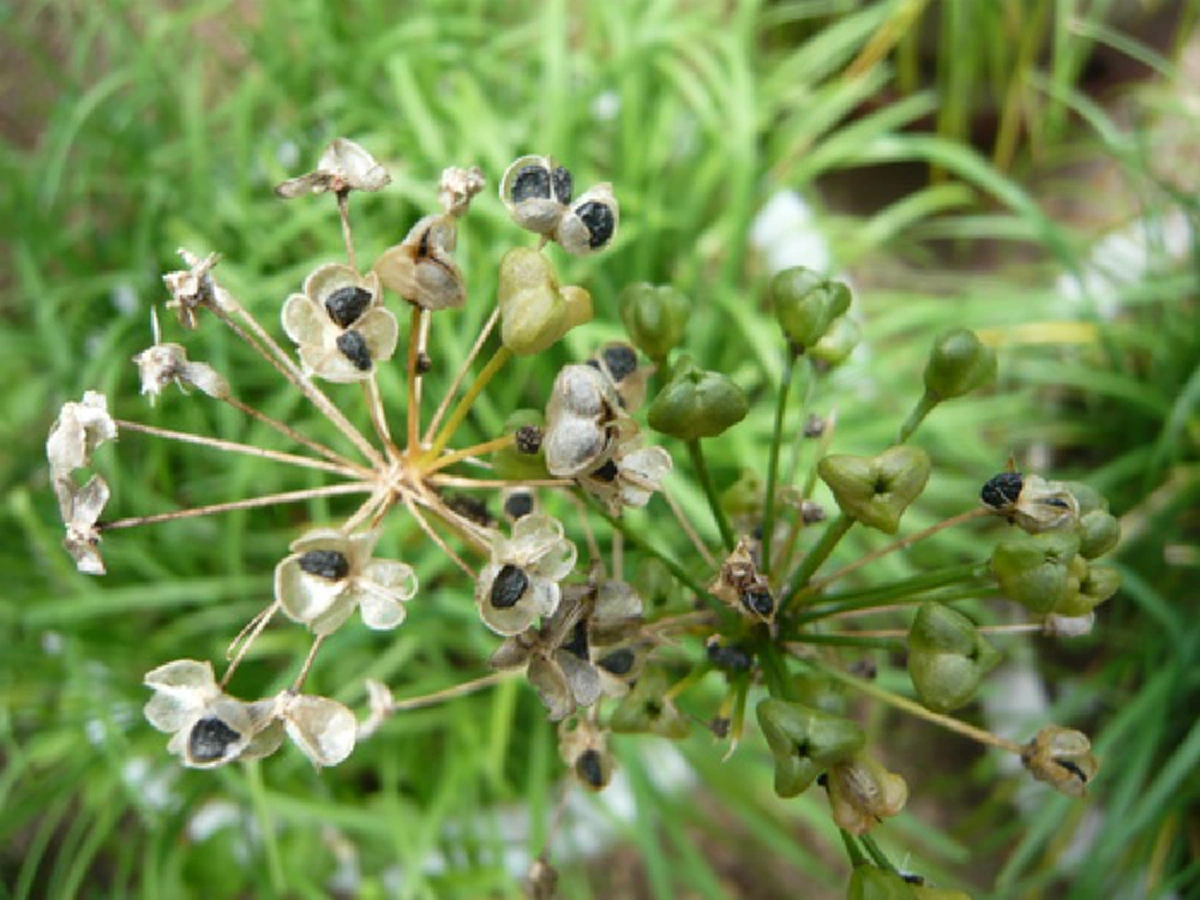 ควรรู้ไว้! วิธีแก้ปวดฟันด้วยตนเอง ได้ง่าย ๆ ทำแล้วสบาย ไม่ต้องทรมานอีกต่อไป! แชร์เก็บไว้เลย