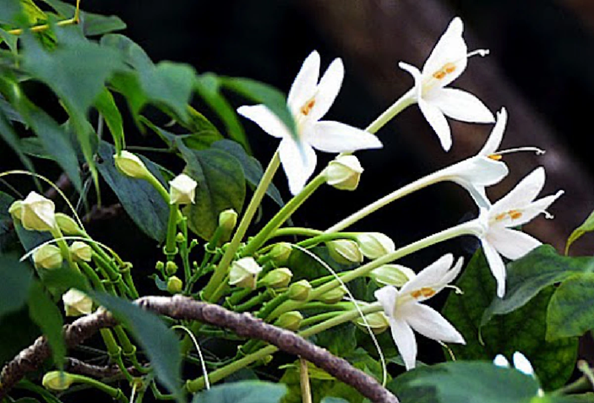 พระมิ่งขวัญแห่งพยาบาลไทย!! ๒๑ ตุลาคม วันพยาบาลแห่งชาติ เทิดพระเกียรติ "สมเด็จย่า" เพื่อน้อมรำลึกในพระมหากรุณาธิคุณอย่างหาที่สุดมิได้!!