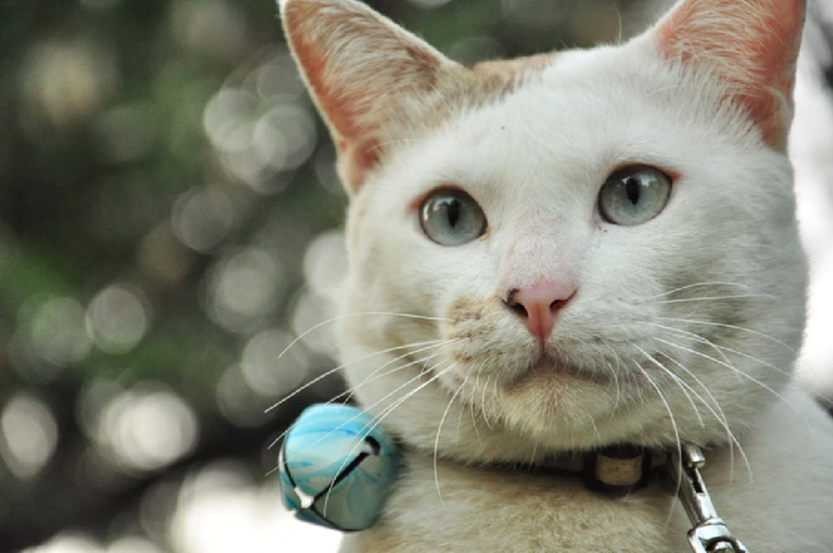 รู้อย่างนี้...ทำนานแล้ว!! เผยเคล็ดลับ "ไล่หนู" ให้พ้นบ้าน โดยไม่ต้องฆ่าให้บาป รับรองได้ผล อย่างไม่คาดคิด อ่านแล้วแชร์บอกต่อ!?!