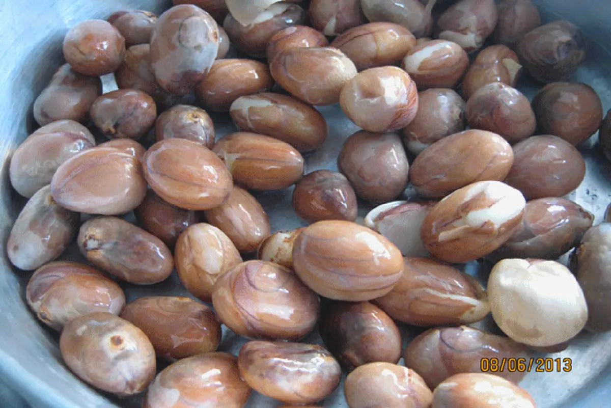 #หยุดอ่านซักนิด!! ประโยชน์ของ "เม็ดขนุนต้ม" จากผลขนุนแท้ๆ ดีต่อสุขภาพ พร้อมมีฤทธิ์ต่อต้านมะเร็ง และอนุมูลอิสระ!! (รายละเอียด)