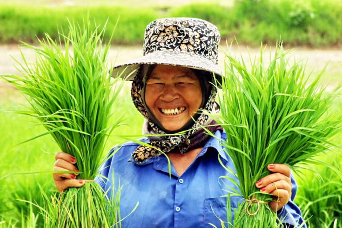 เฮให้สุดเสียง ชาวนาเตรียมรวยราคาข้าวหอมมะลิพุ่ง สูงกว่าปีก่อนถึง 6,000 นับเป็นประวัติการณ์