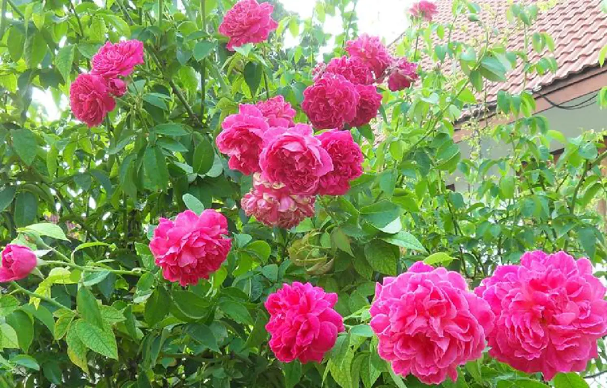 งดงามแถมแก้โรคร้าย!! "กุหลาบมอญ" กับสรรพคุณสุดทึ่ง ช่วยบำรุงหัวใจ แก้อาการอ่อนเพลีย อย่างน่าอัศจรรย์!!