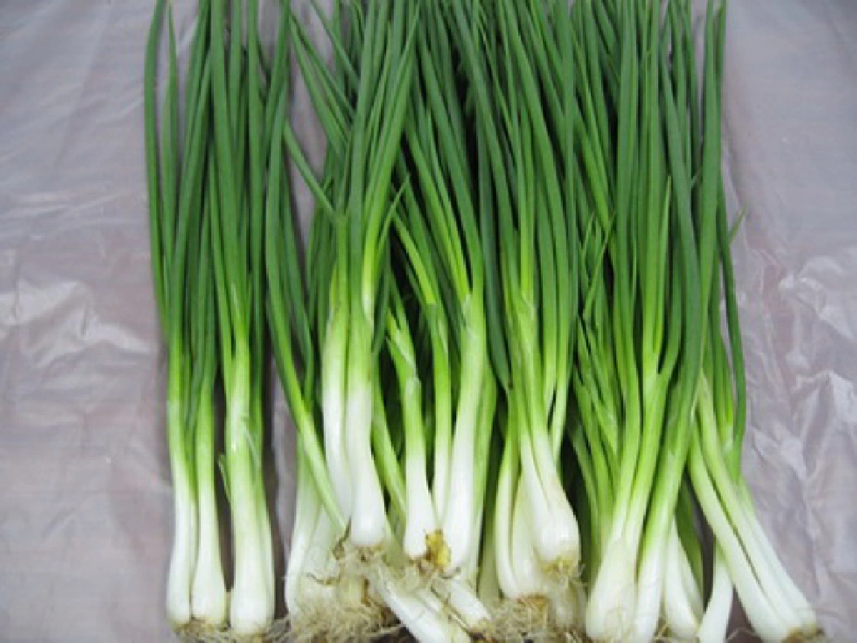 โง่มาตั้งนาน!! วิธีเก็บ &quot;ต้นหอม-ผักชี&quot; ให้ใช้ได้นานๆ เคล็ดลับดีๆ ที่คุณแม่บ้านควรรู้ (คลิป)