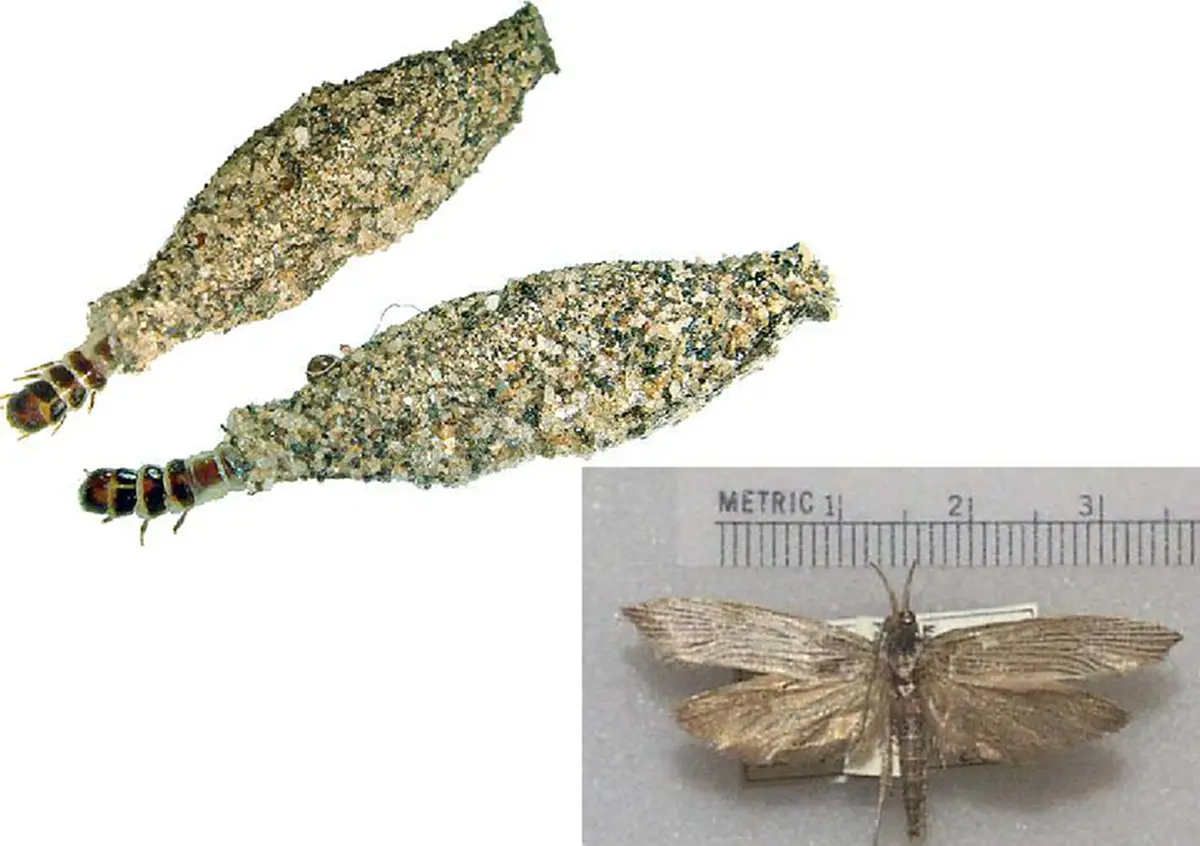 (คลิป)ผ่าพิสูจน์!! ตัวประหลาดที่ติดผนัง คืออะไร บ้านใครมี รีบกำจัด ทำความสะอาดบ้านด่วน!!