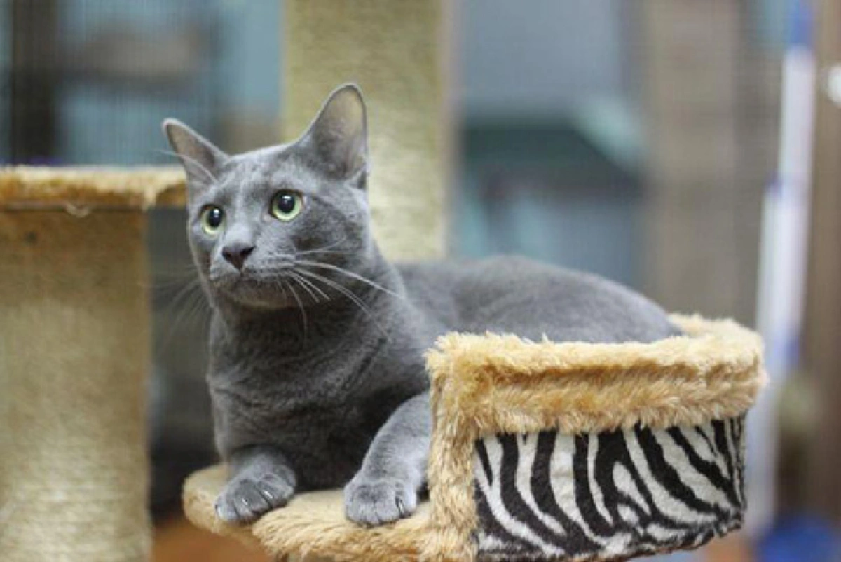 รีบหามาเลี้ยงเสริมดวง!! "สัตว์เลี้ยง"มงคล..ช่วยเสริมดวงของคนทั้ง12 ราศี..เช็คกันเลยว่า.."สัตว์ชนิดใด"เหมาะกับราศีของคุณ??!! (รายละเอียด)