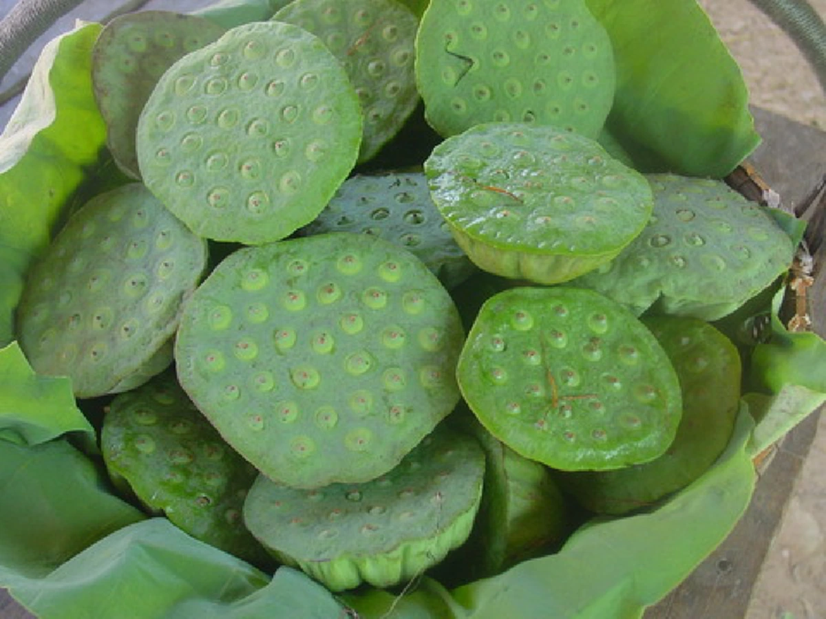 รีบหามาทานด่วน!!! "เม็ดบัว" พืชสมุนไพรมหัศจรรย์ บำบัดโรคได้หลายชนิด มีคุณประโยชน์น่าเหลือเชื่อ