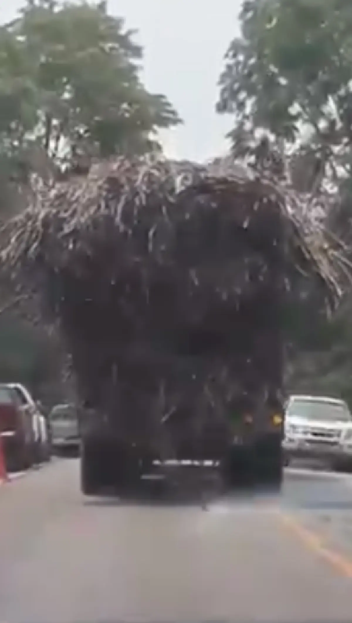 ยังไงก็บ่แซง!! รถบรรทุกขนอ้อยล้นคัน ตกเกลื่อนถนนคนขับตามลุ้นจนใจสั่น แจ็กพอตเข้าสักคัน (คลิป)
