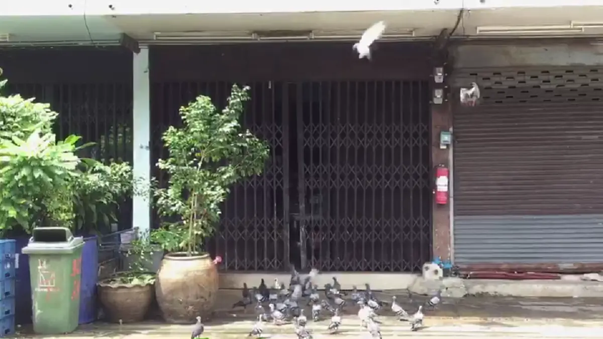 พลังโซเชียลล้วนๆ จนท.เขตฯเจรจาป้าเลี้ยงนกพิราบฝูงใหญ่ เตือนหยุดให้อาหาร ทำเพื่อบ้านเดือดร้อนเสี่ยงเจอโทษคุก