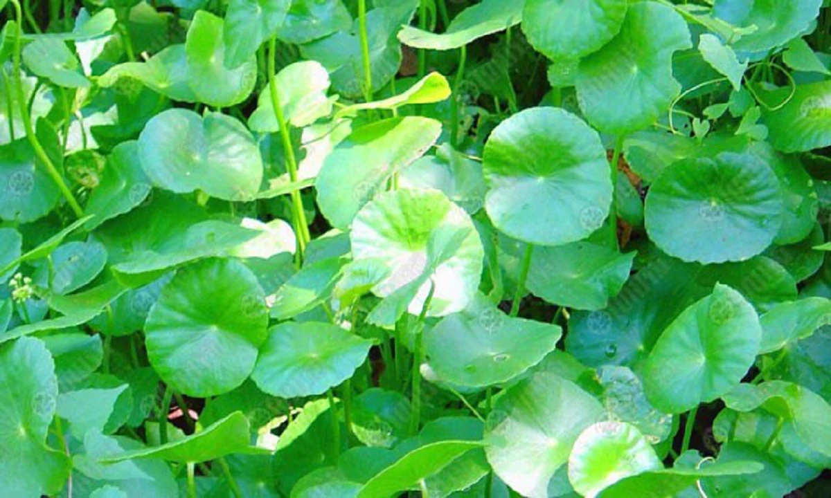 ประโยชน์เน้นๆ!!! 6 สมุนไพรไทยใกล้ตัว ช่วยลด &ldquo;ความดันโลหิตสูง&rdquo; ได้อย่างเหลือเชื่อ รู้แล้วรีบหามาทานด่วน!! (รายละเอียด)