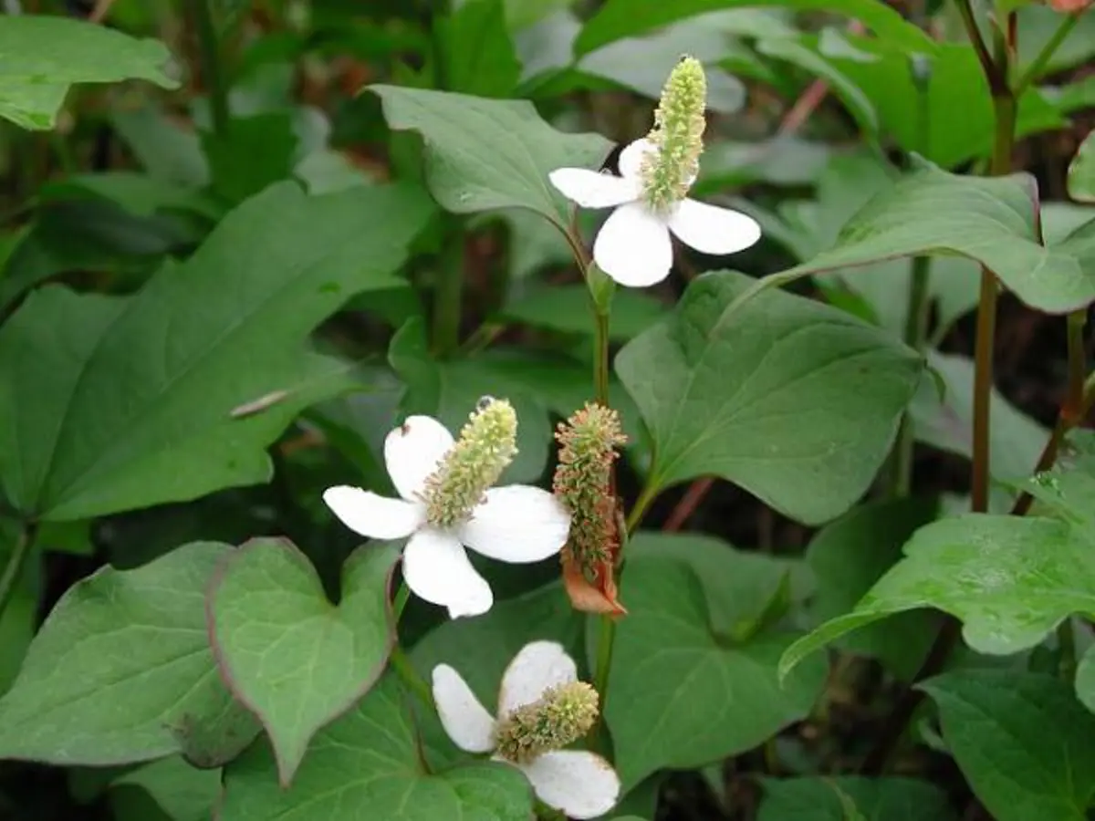 ประโยชน์เน้นๆ!!! 6 สมุนไพรไทยใกล้ตัว ช่วยลด &ldquo;ความดันโลหิตสูง&rdquo; ได้อย่างเหลือเชื่อ รู้แล้วรีบหามาทานด่วน!! (รายละเอียด)