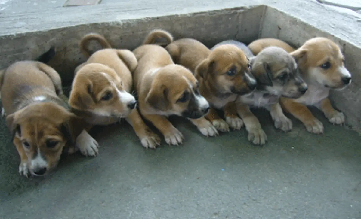 โบราณกล่าวไว้..."ห้ามเลี้ยงแมวห้า แมวหก"  เชื่อว่าจะเป็นอัปมงคลแก่บ้านเรือน แนะวิธีแก้ไขแบบสบายๆ ลองทำดู???