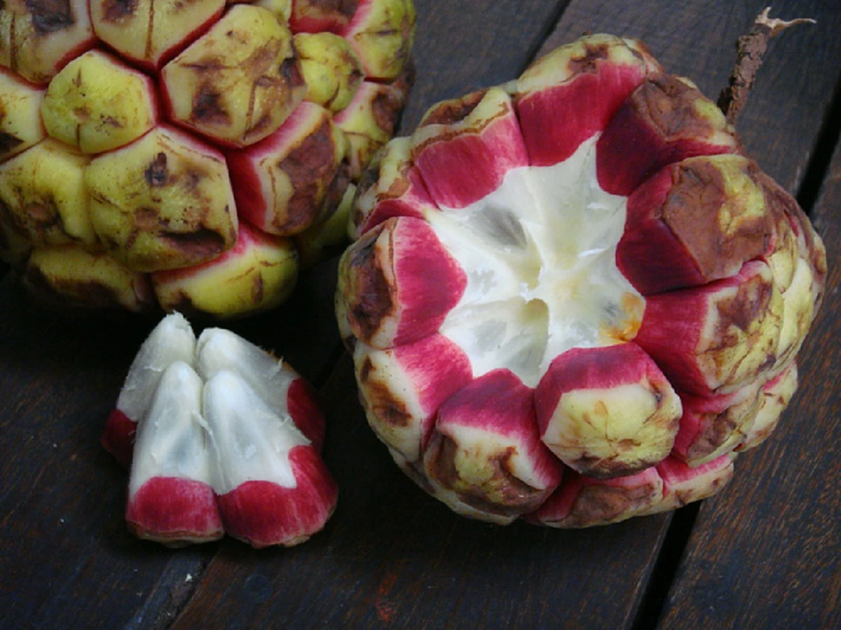 "น้อยหน่าเครือ" ผลไม้แปลกประหลาดหายาก ที่คุณอาจไม่เคยรู้จักมาก่อน มีสรรพคุณเป็นยาสมุนไพร (รายละเอียด)