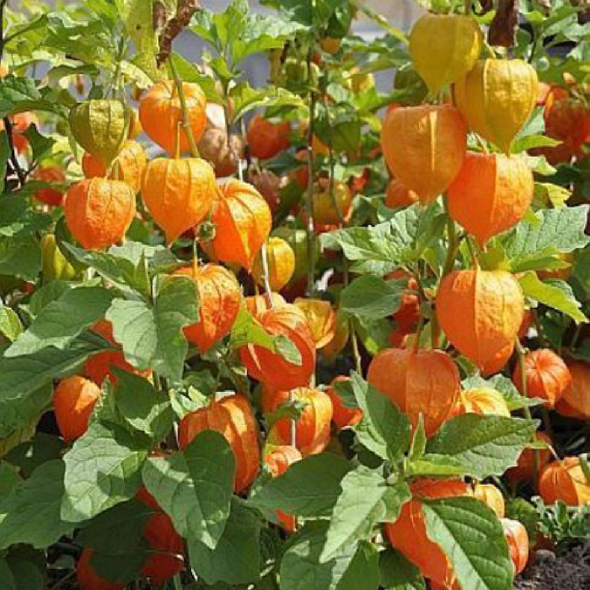 รีบหามาทานด่วน!! “เคพกูสเบอร์รี่” ผลไม้จากชาวดอย ต้านมะเร็ง-หลอดเลือดหัวใจตีบ  หนึ่งในผลผลิตจากมูลนิธิโครงการหลวง