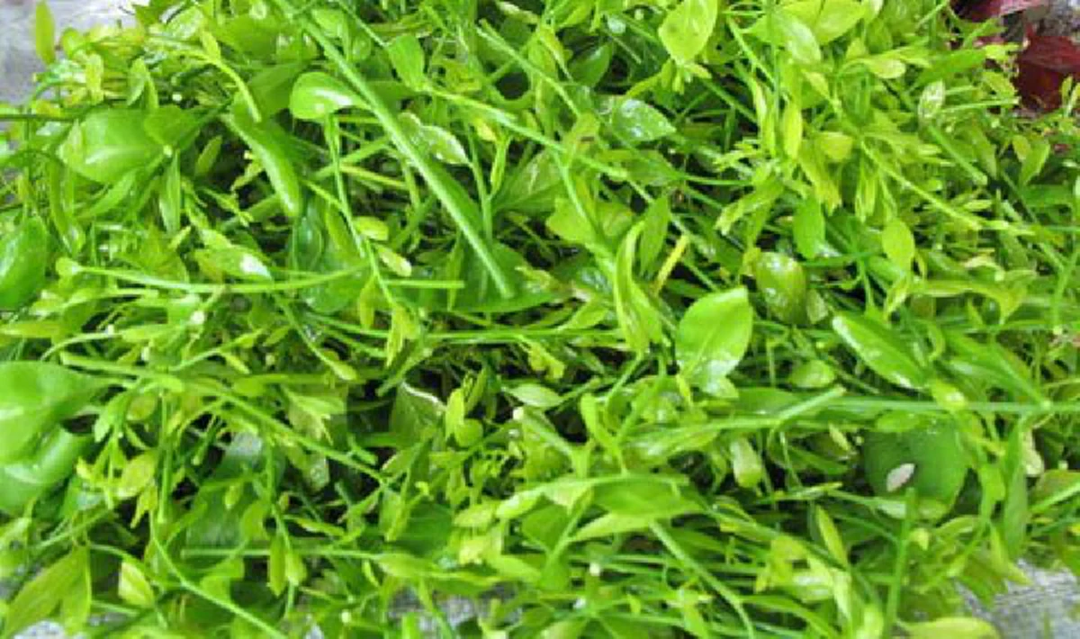 ต้นผักหวานวิธีปลูก