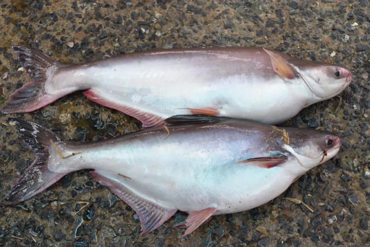 ชื่อใหม่ไฉไลกว่าเดิม!! ประมงเตรียมเปลี่ยนชื่อปลาสวายเพิ่มมูลค่าการตลาดหลังคนไทยไม่นิยม