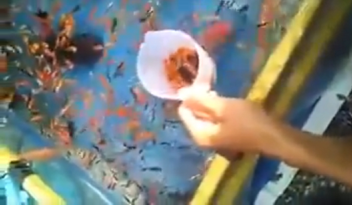 โคตรเทพเลยพี่!! ชาวเน็ตยกยอ "กระบี่มือหนึ่ง" วิธีตักปลางานวัดขั้นเทพ..บอกได้คำเดียวแม่ค้าสตั้นหนัก!!  ครั้งเดียวโคตรคุ้ม?? (ชมคลิป)