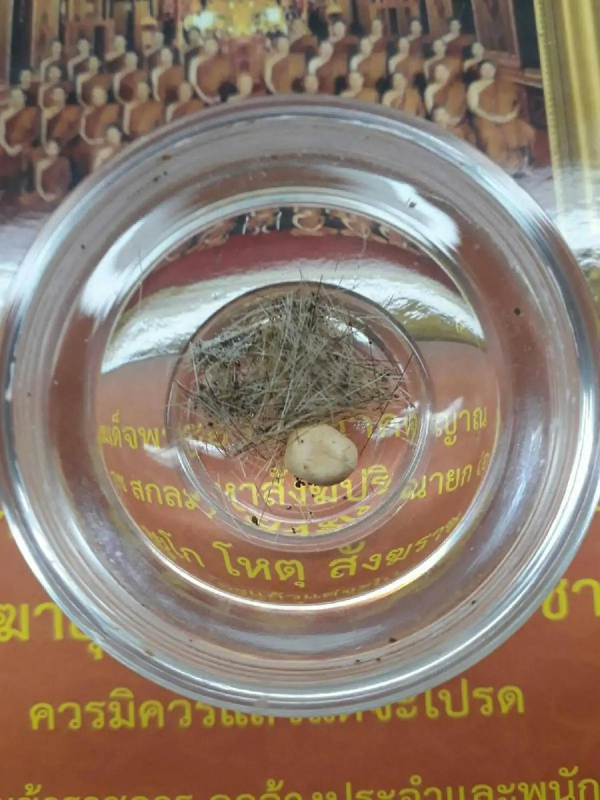 ปาฏิหาริย์ในพระพุทธศาสนา เส้นเกศาแปรเป็นพระธาตุ!! จิตอันทรงพลัง ฟอกกิเลสได้ก็ฟอกสังขารได้เช่นกัน บูชาพระธาตุพระอริยะมงคลยิ่งแก่ตน