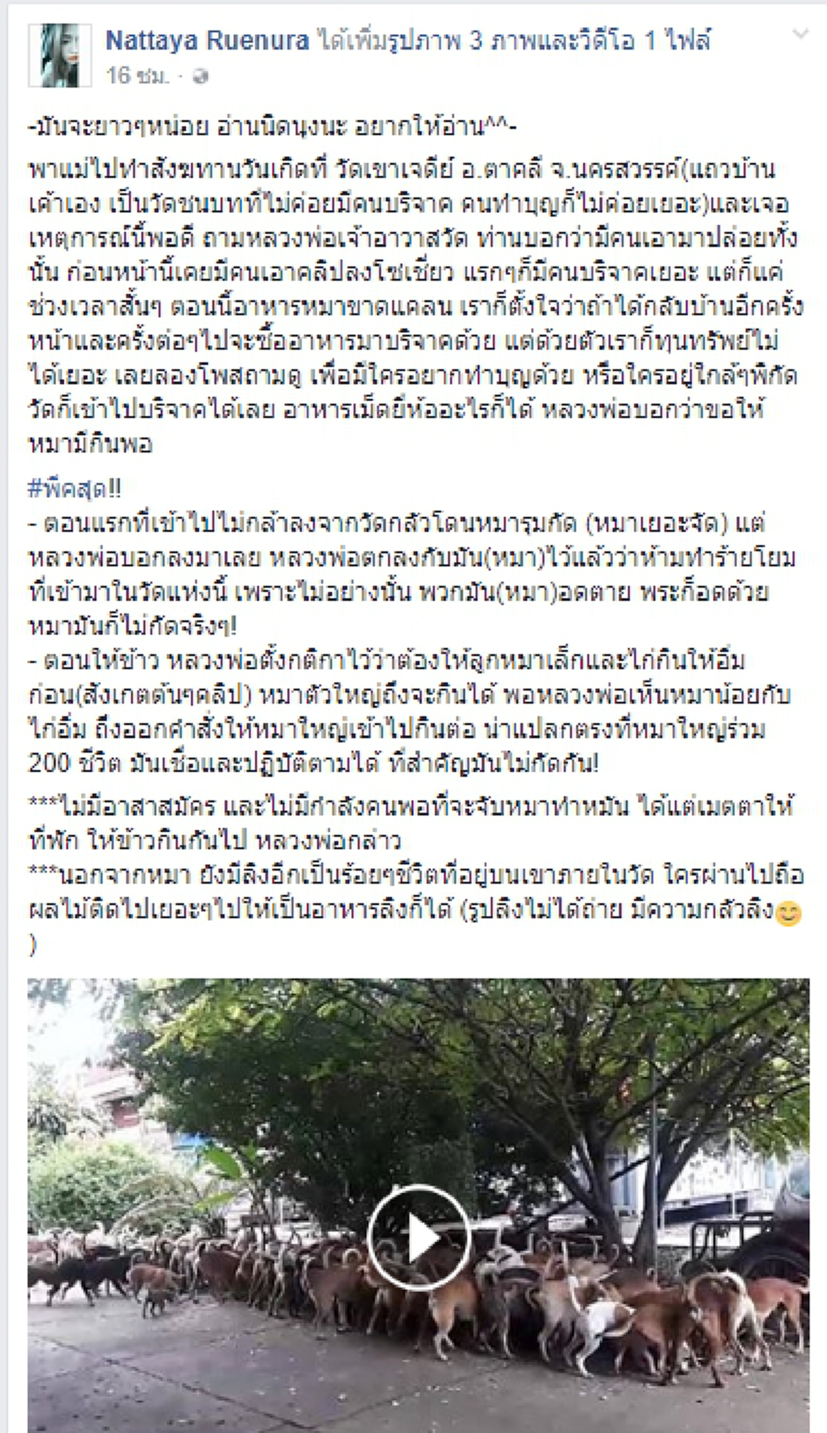 หลวงพ่อสุดยอด!! สาวไปทำบุญที่วัดถึงกับอึ้ง เมื่อพบสุนัขกว่า200ตัว เชื่อฟังคำสั่ง "ห้ามทำร้ายโยม" กินข้าวมีระเบียบ ไม่กัดกัน (มีคลิป!)