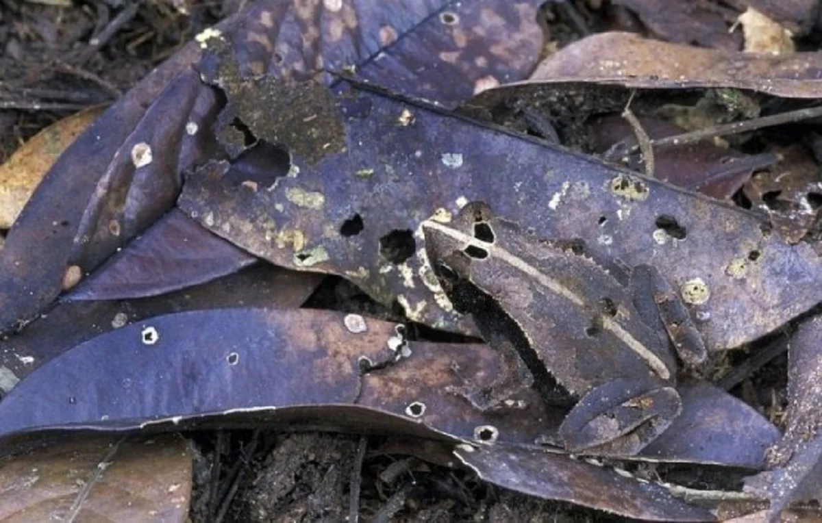 จะแน่สักแค่ไหนเชียว!? คนตาดีเดินเข้ามา! ท้าสายตา กับ "10 สัตว์ปริศนา ซ่อนในภาพ" จะหาเจอหรือเปล่า? ถ้าแน่จริงลองดู!! (ภาพ)