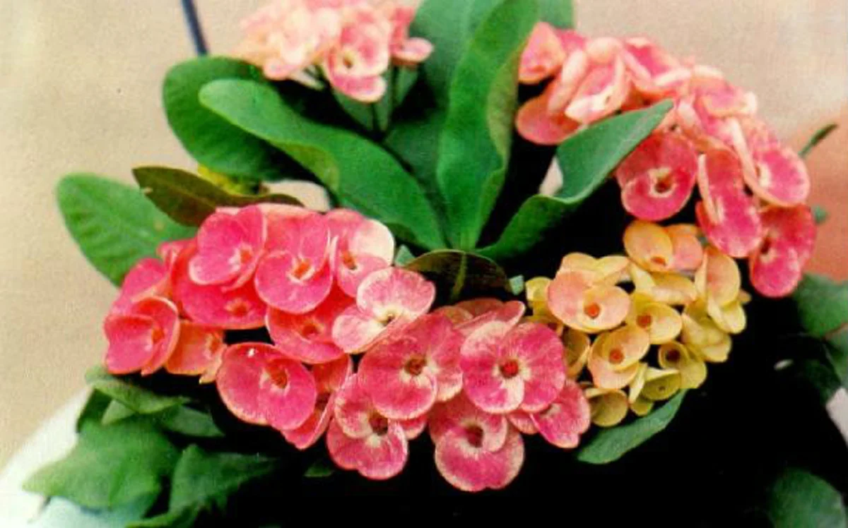 รีบปลูกไว้..ดีทั้งครอบครัว "๒๐ ต้นไม้มงคล"เชื่อว่าหากบ้านใดปลูกต้นไม้มงคลในบ้าน จะส่งผลให้ผู้ที่อยู่อาศัยในบ้านได้รับมงคลตามไปด้วย..