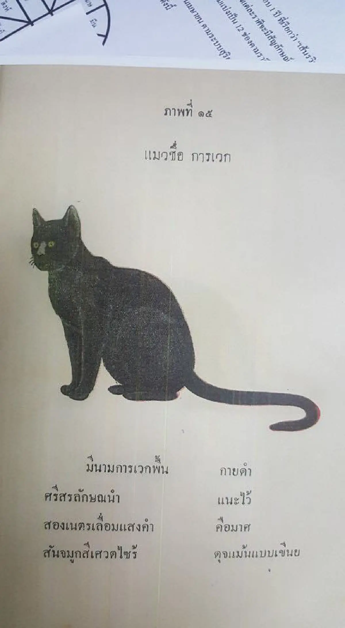 17 ลักษณะ แมวไทยมงคล จาก ตำราโบราณ