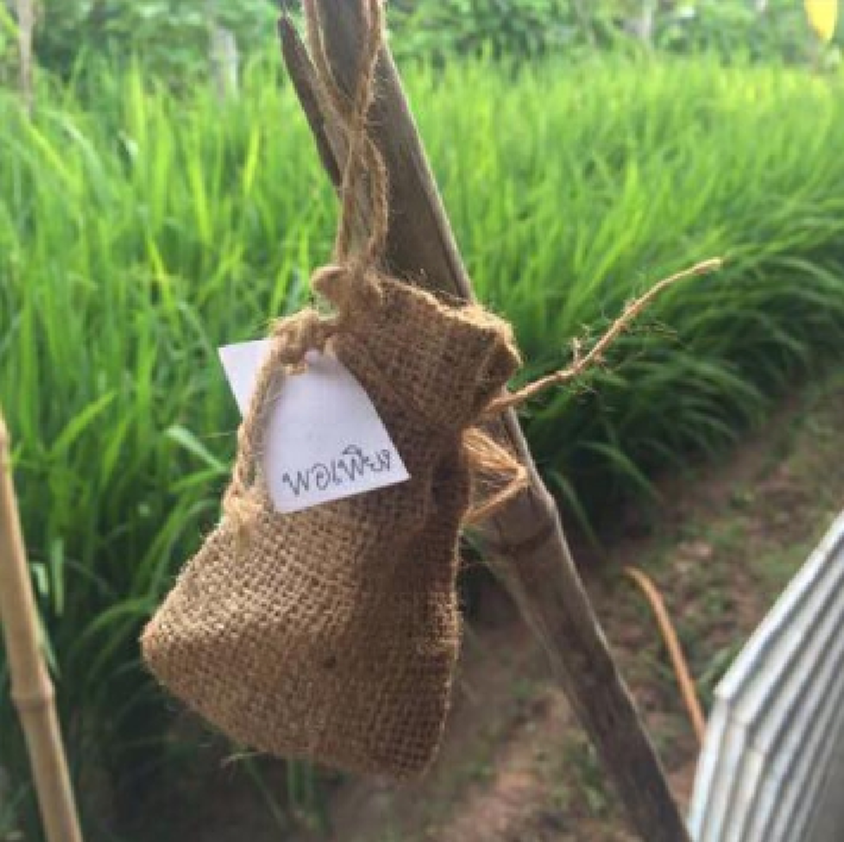 ขอเดินตามรอยพ่อหลวง อยู่อย่างพอเพียง!! คุณยายนำพันธุ์ข้าวที่ลูกสาวได้รับพระราชทานตอนไปกราบถวายบังคมพระบรมศพ ร.9 มาเพาะปลูกเพื่อขยายพันธุ์