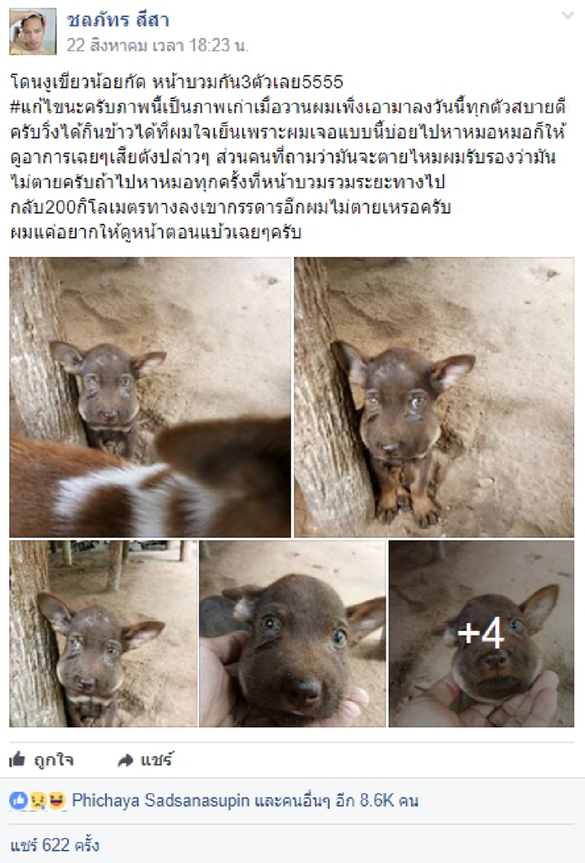 แห่แชร์สนั่น!! ไม่รู้จะหัวเราะหรือสงสาร?? ตูบน้อยกับพวก2ตัว สู้กับงูเขียวถูกกัด หน้าตาบ่วมตุ่ย รีบวิ่งหนีมาหาลูกพี่!! พอเห็นภาพชัดๆ