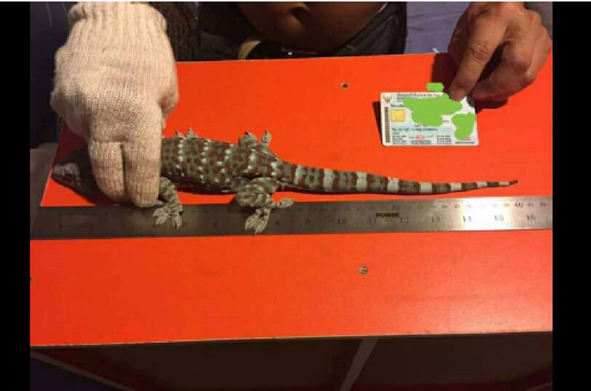 ใครมีเอามาขาย รับรองรวยเละ!!!!! หนุ่มนครนายกรับซื้อตุ๊กแกตัวละ 1,000,000 บาท (รายละเอียด-คลิป)