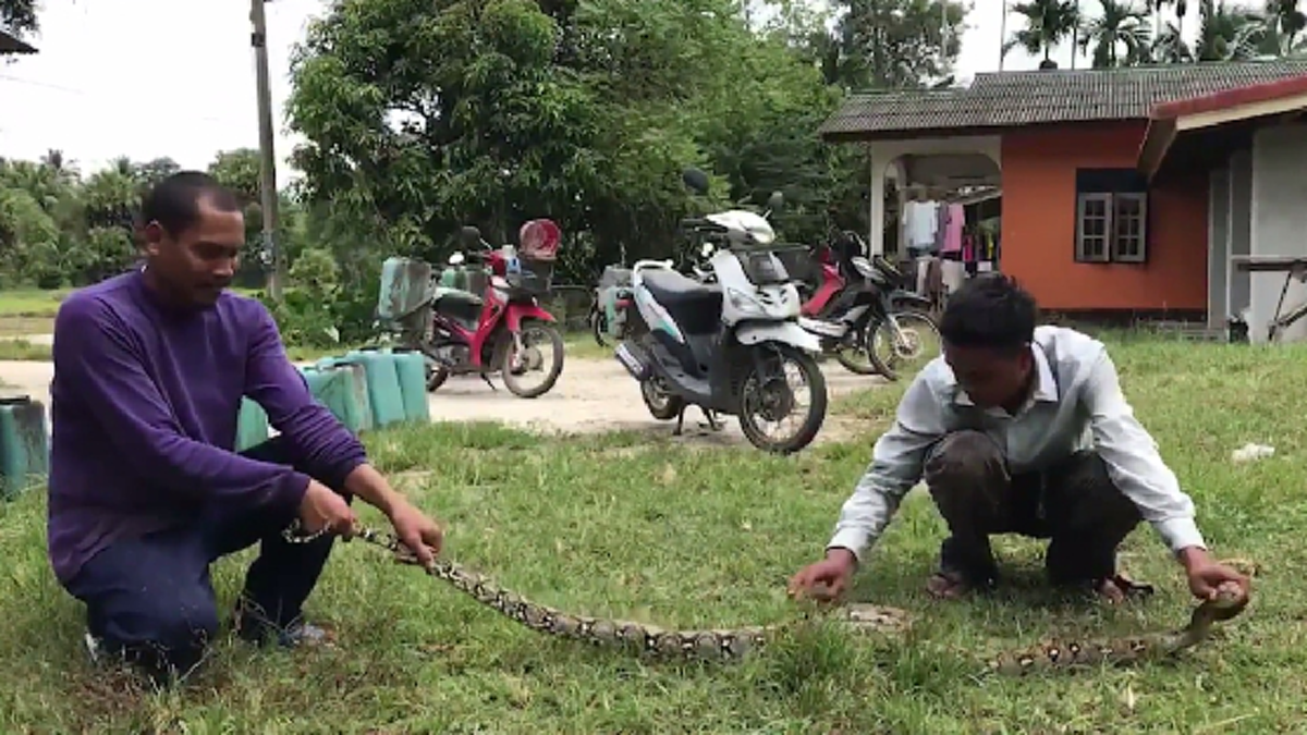 สุดร้ายกาจ จอมวายร้าย น้ำหนักกว่า 7 กก. จ้องจะเขมือบไก่ในคอกของชาวบ้านอย่างเลือดเย็น มีคลิป