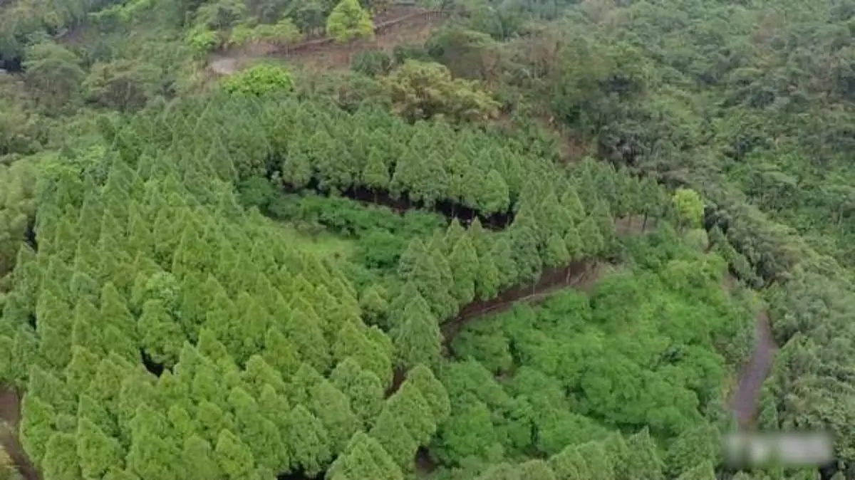 #จากภูเขากองขยะ!! ชายหนุ่มใช้เวลา30ปี “ทุ่มเงิน200ล้าน” ปลูกต้นไม้3แสนต้น ให้ได้ป่าสีเขียว เป็นสมบัติสืบทอด แทบไม่เชื่อเลย ว่าจะสวยขนาดนี้!!