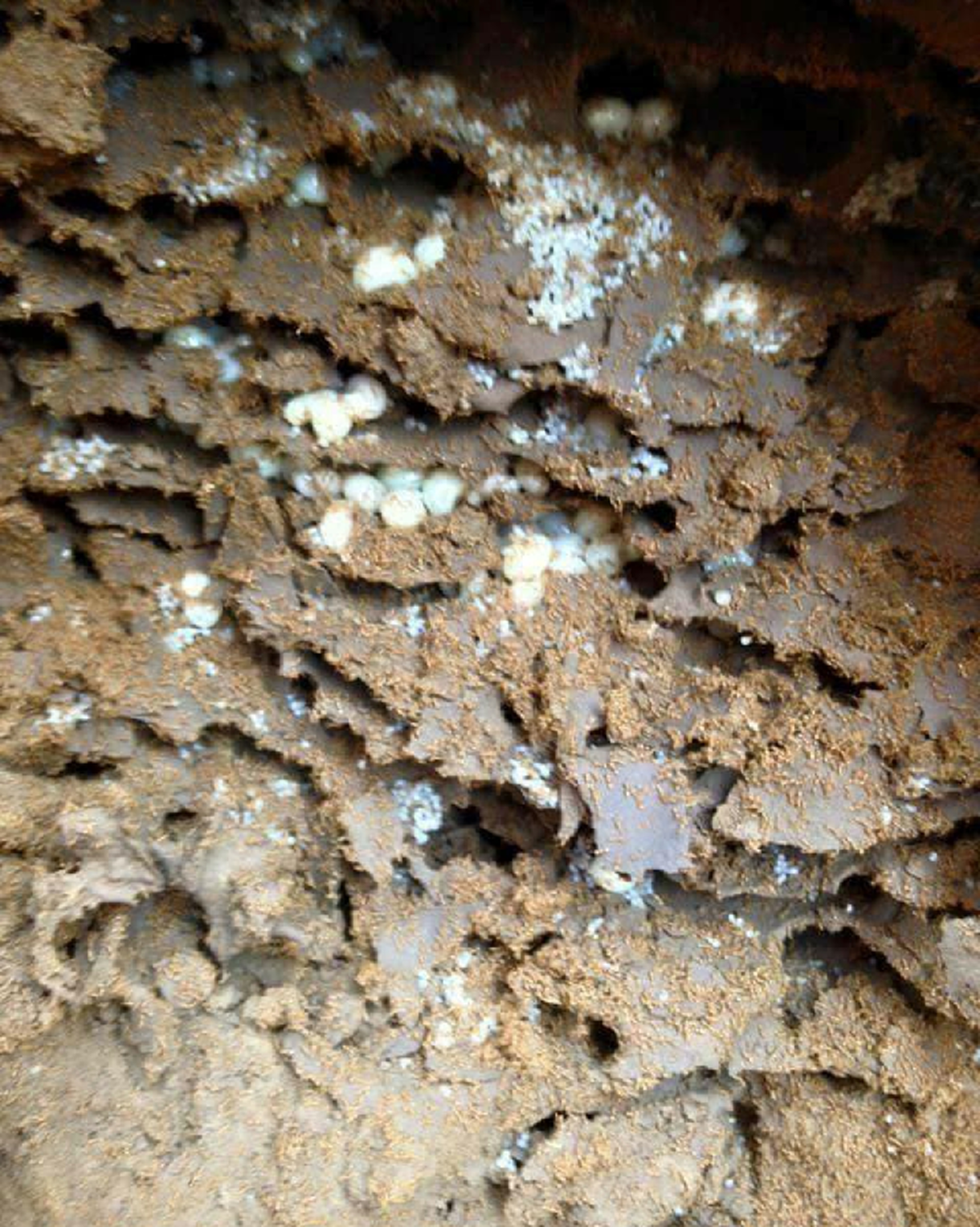 ขุดดินด่วนนน !! "แมงมัน" บ้านไหนมีรวยเละ! กินได้ให้สารอาหารครบถ้วน โปรตีนล้วนๆ ราคาแพงกิโลละ 1000 ยิ่งตัวแม่ยิ่งแพง !!