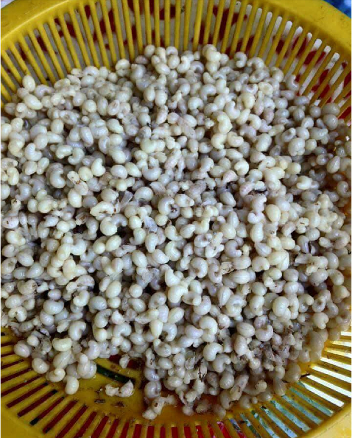 ขุดดินด่วนนน !! "แมงมัน" บ้านไหนมีรวยเละ! กินได้ให้สารอาหารครบถ้วน โปรตีนล้วนๆ ราคาแพงกิโลละ 1000 ยิ่งตัวแม่ยิ่งแพง !!