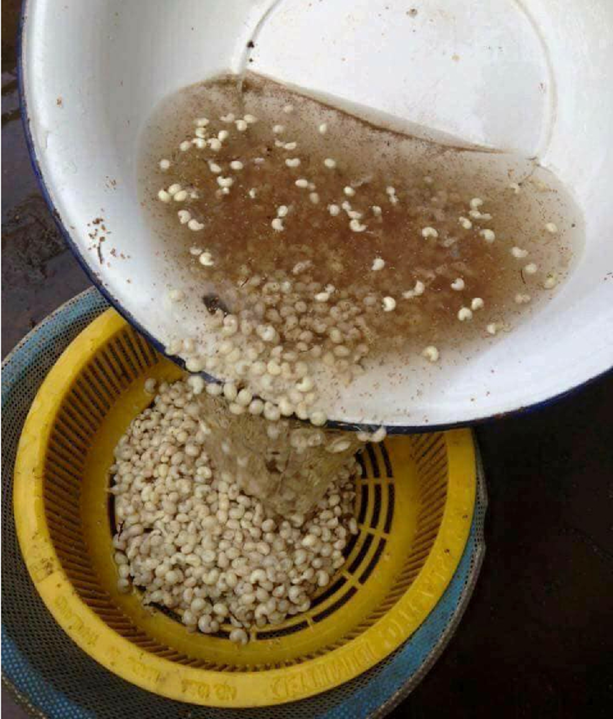 ขุดดินด่วนนน !! "แมงมัน" บ้านไหนมีรวยเละ! กินได้ให้สารอาหารครบถ้วน โปรตีนล้วนๆ ราคาแพงกิโลละ 1000 ยิ่งตัวแม่ยิ่งแพง !!