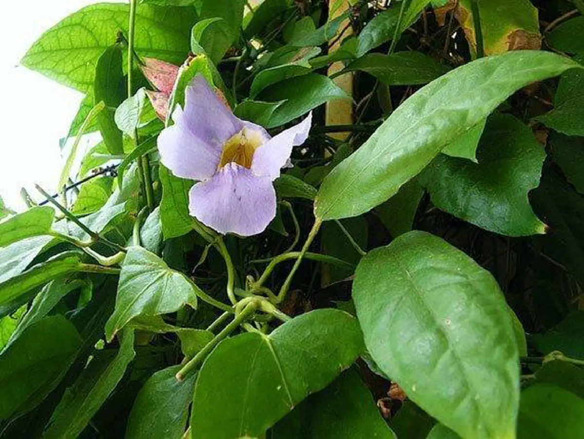 ประโยชน์มากขนาดนี้..มองข้ามไปได้ไง ??!! เปิด สุดยอดสมุนไพรโบราณ เรียกได้ว่าเป็น “ราชาแห่งการถอนพิษ” แถมมีฤทธิ์ต้านมะเร็งและได้ผลอย่างชะงัดอี