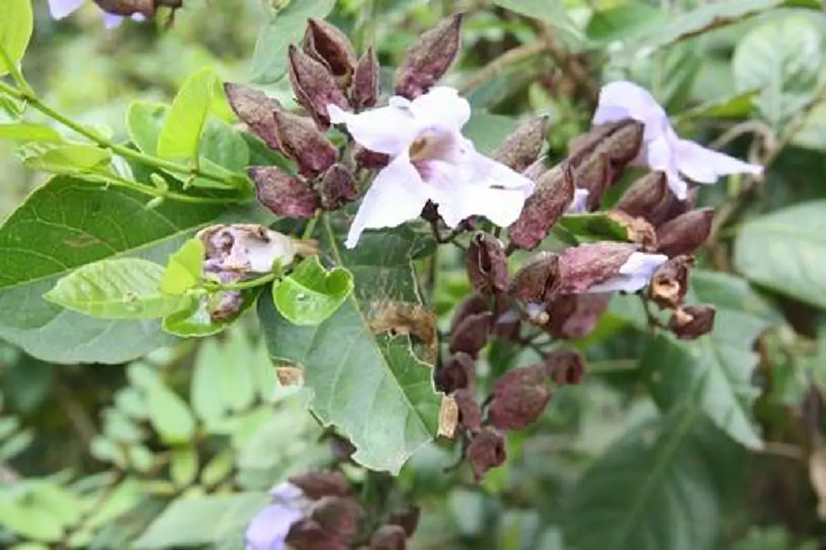 ประโยชน์มากขนาดนี้..มองข้ามไปได้ไง ??!! เปิด สุดยอดสมุนไพรโบราณ เรียกได้ว่าเป็น “ราชาแห่งการถอนพิษ” แถมมีฤทธิ์ต้านมะเร็งและได้ผลอย่างชะงัดอี