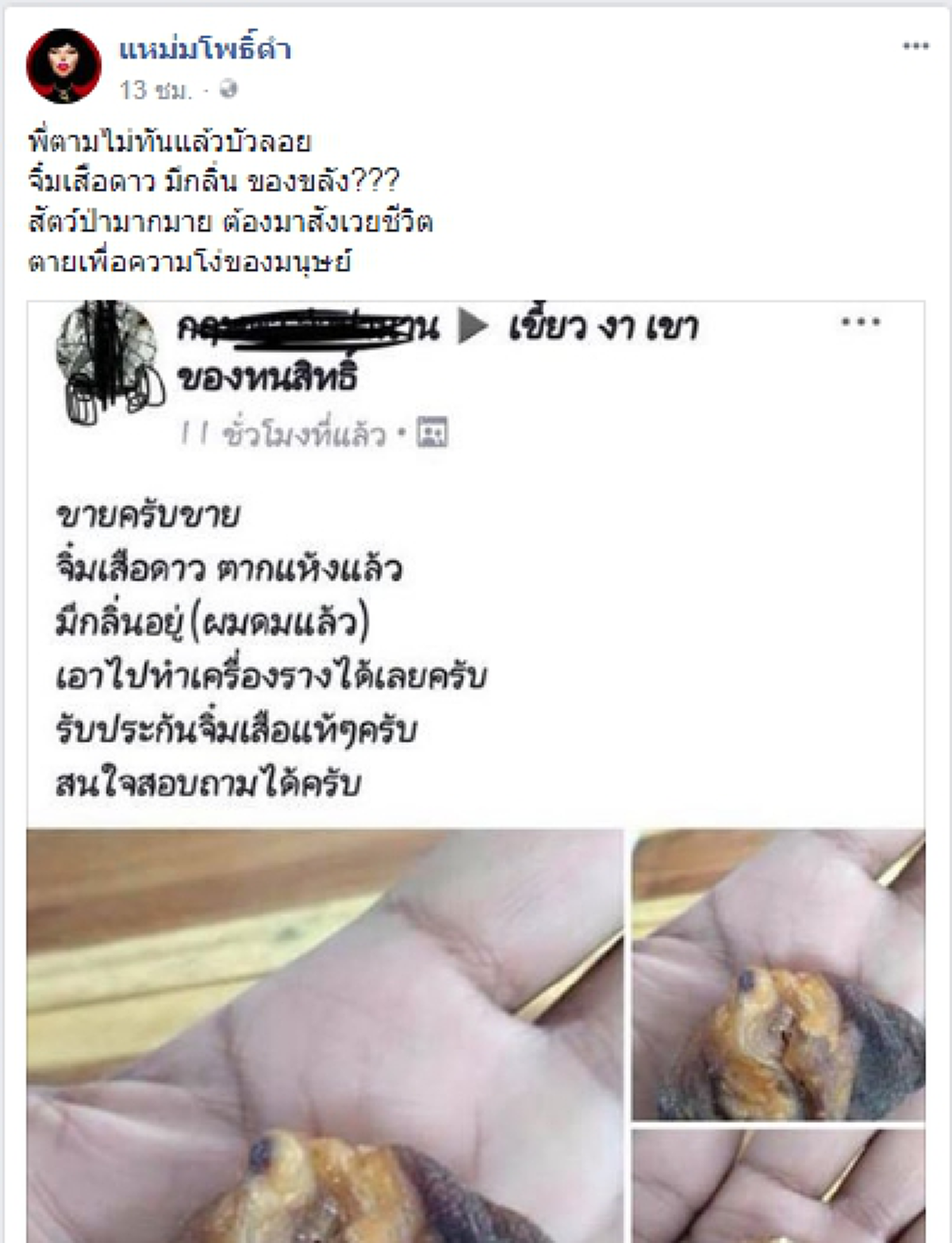 สรรพคุณสุดเว่อร์ ที่มาสุดเสื่อม!! "อวัยวะเพศเสือดาว"  ของสงวนเอามาเป็นของขลัง แถม!รับประกันของแท้ มีกลิ่น สูดดมแล้ว!!?