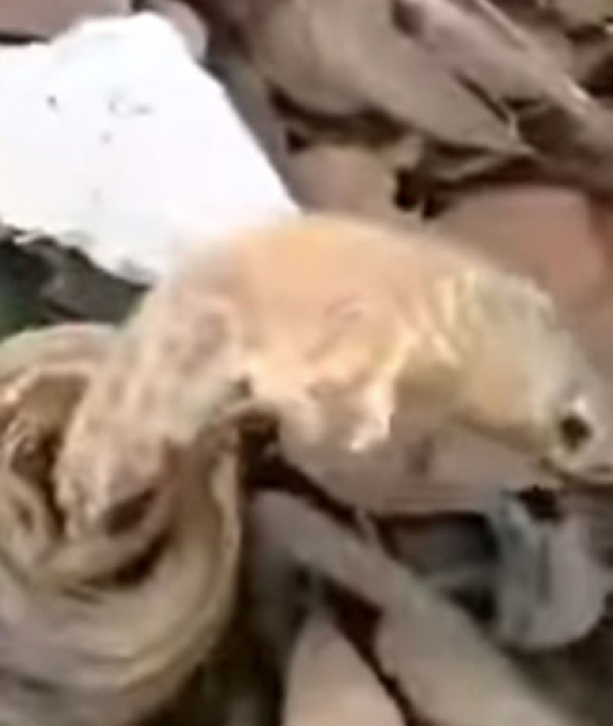 #ช็อกสุด!! หนุ่มเดินเข้าป่า เจอ "งูเห่า" นอนขดแผ่แม่เบี้ย พอเข้าไปใกล้ๆ ถึงกับขนลุกซู่ !! (ชมคลิป)