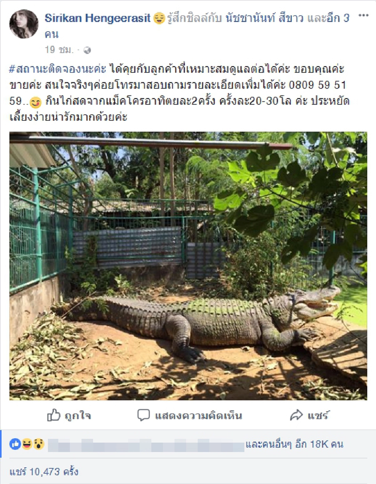 สะพรึงทั้งโซเชียล!! ประกาศขาย ไอ้เข้ ไซส์ยักษ์กลางเฟซบุ๊ก บอก "ประหยัดเลี้ยงง่ายน่ารักมากด้วยค่ะ" กินไก่ครั้งละ 30 โล (รายละเอียด)