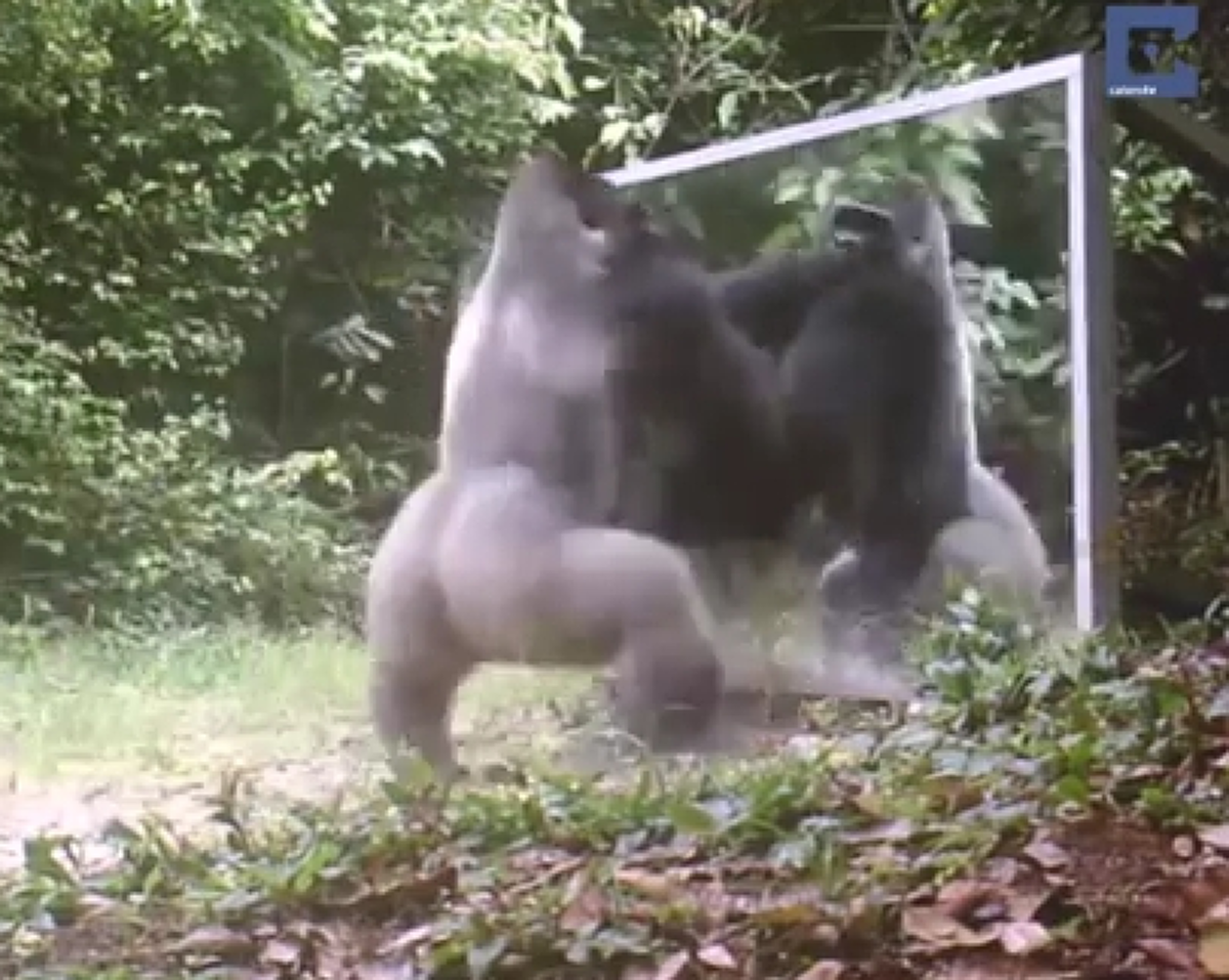 แทบไม่อยากละสายตา!! ช่างภาพแอบตั้งกล้องใน "ป่าดงดิบ" พอกดบันทึกวีดีโอ..ภาพที่ออกมาทำเอาตะลึงตาค้าง.!! น่าเหลือเชื่อสุดๆ (ชมคลิป)